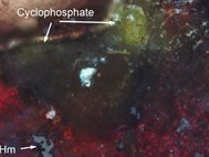 Микрофотография обнаруженного в бассейне Мертвого моря минерала. Желто-зеленый агрегат — циклофосфат, красный — гематит (оксид железа)