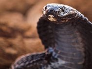 Черношеяя кобра, обитающая в тропической Африке, способна выстреливать яд на расстояние до трех метров