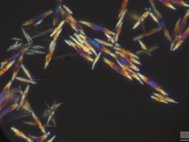 Кристаллы цианурата меламина в поляризационном свете. Фото авторов статьи из ИТМО