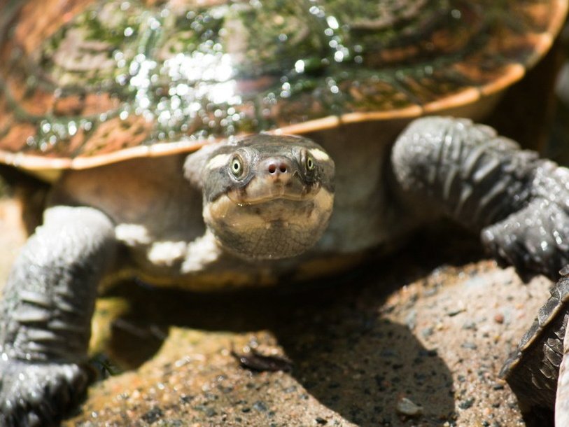 Черепаха реки Мэри (Elusor macrurus)