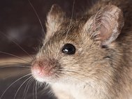 Домовая мышь (Mus musculus)