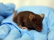 Ученые обнаружили, что прескожной вакцинации у мышей было больше антител, отвечающих за клеточный иммунитет
