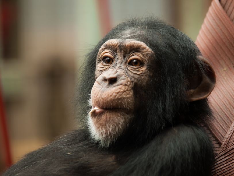 Человек и приматы: сходство и различия